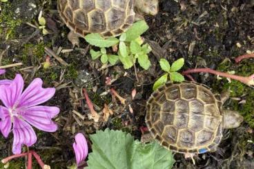 Tortoises kaufen und verkaufen Photo: Nachzuchten Testudo Horsfieldii / Steppenschildkröte 