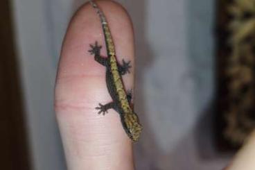 Geckos kaufen und verkaufen Foto: 0.X Jungferngecko / lepidodactylus lugubris