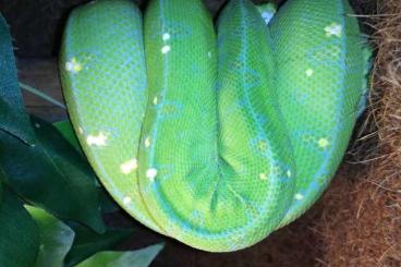 Pythons kaufen und verkaufen Photo: 3.3 Morelia azurea utaraensis OCB April '21