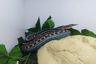 Colubrids kaufen und verkaufen Photo: Thamnophis sirtalis infernalis / Garter snake / Strumpfbandnatter Colubrids kaufen und verkaufen Photo: Thamnophis sirtalis infernalis / Garter snake / Strumpfbandnatter