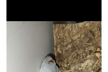 Geckos kaufen und verkaufen Foto: 4.5.8 Tokeh/Tokay/Gekko gecko Geckos kaufen und verkaufen Foto: 4.5.8 Tokeh/Tokay/Gekko gecko