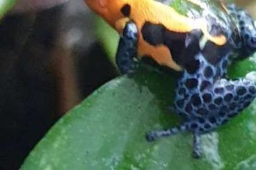 Poison dart frogs kaufen und verkaufen Photo: Ranitomeya imitator jeberos / tarapoto