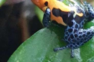 Poison dart frogs kaufen und verkaufen Photo: Ranitomeya imitator jeberos 