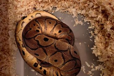 Königspythons kaufen und verkaufen Foto: Königspython, Python regius, 