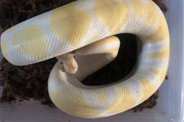 Ball Pythons kaufen und verkaufen Photo: 1.0 Lavender Albino 100% Het. Axanthic (VPI) NZ 19