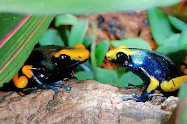Poison dart frogs kaufen und verkaufen Photo: 0.0.8 Dendrobates tinctorius tumucumaque 