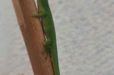 Geckos kaufen und verkaufen Photo: 1.0.4 Phelsuma pasteuri Nz