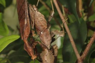 Insects kaufen und verkaufen Photo: Gottesanbeterinnen für Hamm oder Versand