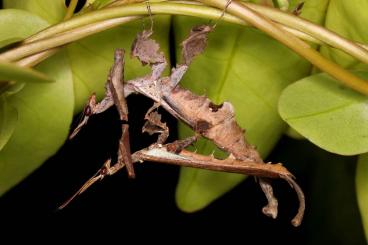 Insects kaufen und verkaufen Photo: Gottesanbeterinnen für Hamm