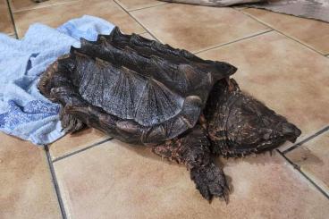 Schildkröten  kaufen und verkaufen Foto: Alligator snapping turtle