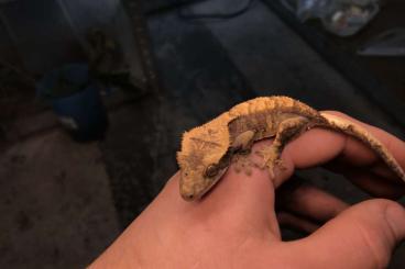 Geckos kaufen und verkaufen Photo: Kronengeckos zur Abgabe aus eigener Zucht. 