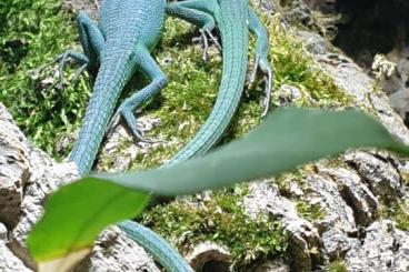 Echsen  kaufen und verkaufen Foto: Takydromus dorsalis, Sakashima grass lizard