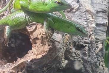 Lizards kaufen und verkaufen Photo: Lamprolepis smaragdina, emerald tree skink