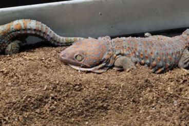 Geckos kaufen und verkaufen Foto: Gekko gecko Toke female (Tokeh sisters