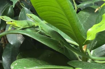 Lizards kaufen und verkaufen Photo: Takydromus dorsalis / Takydromus smaragdinus Lizards kaufen und verkaufen Photo: Takydromus dorsalis / Takydromus smaragdinus