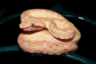 Venomous snakes kaufen und verkaufen Photo: Wir geben ab: Bothriechis und Trimeresurus