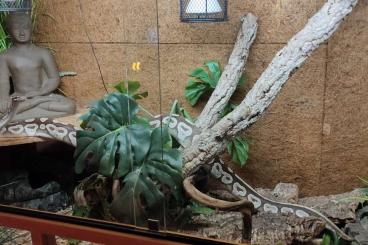 Königspythons kaufen und verkaufen Foto: 2 Köpy (Mojave)1.1 Inkl. Terrarium und zubehör 