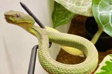 Snakes kaufen und verkaufen Photo: Parias flavomaculatus, V vogeli