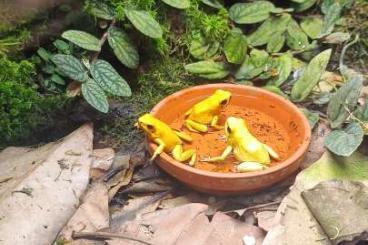 Frösche  kaufen und verkaufen Foto: Suche Phyllobates Terribilis 0.1