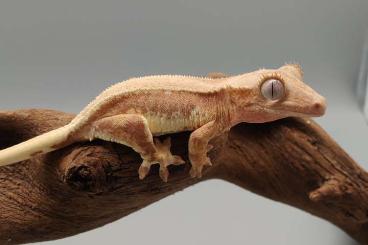 Schlangen kaufen und verkaufen Foto: Hakennasennatter / Kronengecko / Leopardgecko / Königspython 