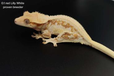 Geckos kaufen und verkaufen Foto: Heterodon nasicus / Hakennasennattern / Crested gecko /Kronengecko