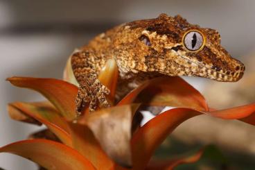 Geckos kaufen und verkaufen Foto: Rhacodactylus auriculatus 0.1