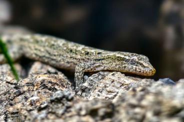 Geckos kaufen und verkaufen Photo: Lepidodactylus lugubris, Jungferngeckos