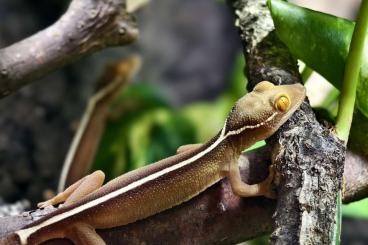 Geckos kaufen und verkaufen Foto: Gekko vittatus Jungtiere 