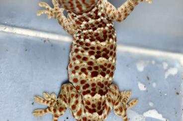 Geckos kaufen und verkaufen Photo: Gekko gecko, Tokeh eigene Nachzucht 