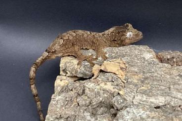 Geckos kaufen und verkaufen Photo: Mniarogekko chahoua Mainland 2024 Geckos kaufen und verkaufen Photo: Mniarogekko chahoua Mainland 2024