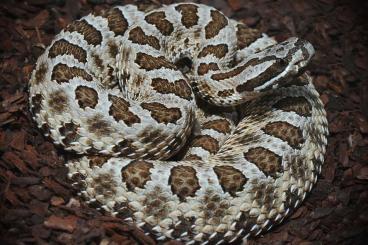 Venomous snakes kaufen und verkaufen Photo: aus eigener Nachzucht abzugeben