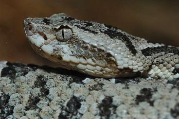 Venomous snakes kaufen und verkaufen Photo: Nachzuchten Wüstenlanzenottern abzugeben