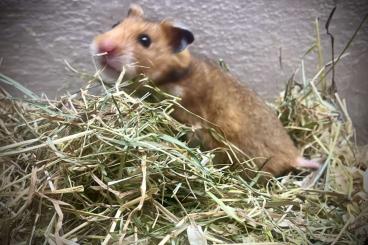 Exotische Säuger kaufen und verkaufen Foto: Wildfarbene Syrische Goldhamster aus eigener Nachzucht abzugeben