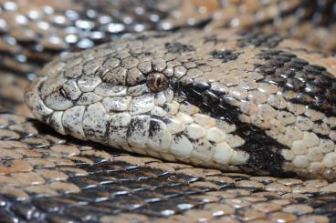 Snakes kaufen und verkaufen Photo: Tatarische Sandboa Nachzuchten abzugeben