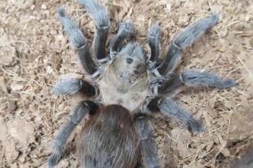 Spinnen und Skorpione kaufen und verkaufen Foto: Texas brown tarantula male