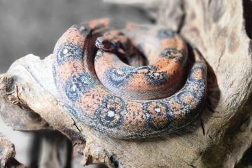 Snakes kaufen und verkaufen Photo: Boa c.i. Nz 24 and adult 