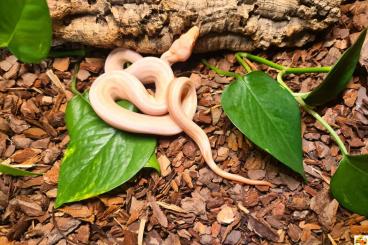 Schlangen kaufen und verkaufen Photo: Motley Boa het Leopard Kahl Albino Schlangen kaufen und verkaufen Photo: Motley Boa het Leopard Kahl Albino