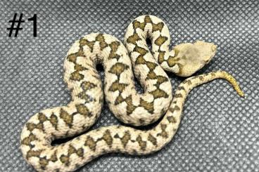 Snakes kaufen und verkaufen Photo: Vipera a. ammodytes cb 06/24