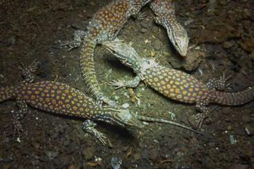 Warane kaufen und verkaufen Foto: Varanus acanthurus Red rare earth 0.0.16