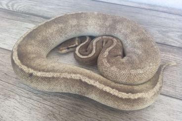 Königspythons kaufen und verkaufen Foto: Zuchtauflösung Königspythons