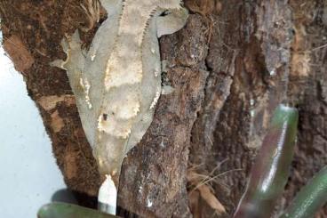 Geckos kaufen und verkaufen Foto: 0.0.6 - Correlophus ciliatus (Kronengeckos)