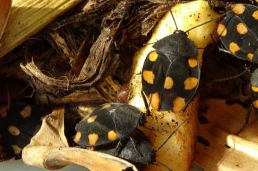 Insekten kaufen und verkaufen Foto: Schachbrettschaben - Therea regularis