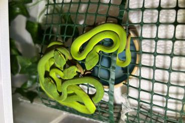 Giftschlangen kaufen und verkaufen Foto: Trimeresurus Albolabris  (Weißlippen-Bambusotter)