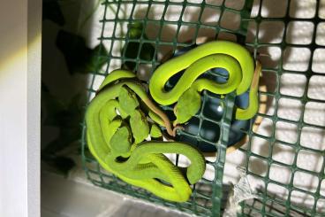 Giftschlangen kaufen und verkaufen Foto: Trimeresurus Albolabris  (Weißlippen-Bambusotter)