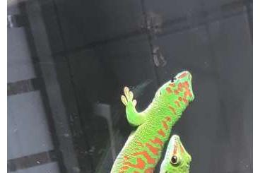 Geckos kaufen und verkaufen Photo: Biete 0.0.5 phelsuma grandis high red