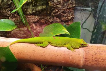 Geckos kaufen und verkaufen Photo: Phelsuma grandis Madagaskartaggecko