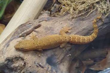 Geckos kaufen und verkaufen Photo: Lepidodactylus lugubris Jungferngecko