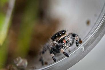Spiders and Scorpions kaufen und verkaufen Photo: Suche diverse Vogel- oder Springspinnen...