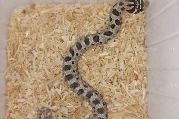 Colubrids kaufen und verkaufen Photo: Hakennasennatter, Hognose Snake