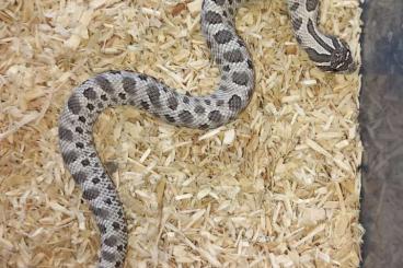 Snakes kaufen und verkaufen Photo: Heterodon nasicus / Hakennasennattern Nachzucht 2024/2025 Snakes kaufen und verkaufen Photo: Heterodon nasicus / Hakennasennattern Nachzucht 2024/2025